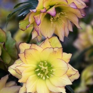 Two Double Yellow Hellebore yellow blooms with maroon edging and veining