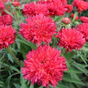 Fringe festival coneflower plant with masses of  hot pink pompom blooms.