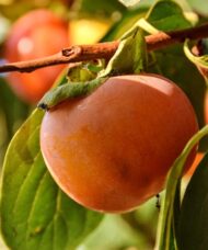 Diospyros virginiana persimmon the branch.
