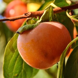 Diospyros virginiana persimmon the branch.