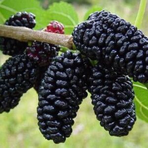 dark Early bird mulberry in a white bowl.