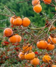 Eastern Persimmon tree branches laden with fruit.