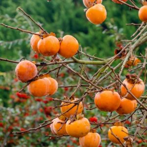 Eastern Persimmon tree branches laden with fruit.