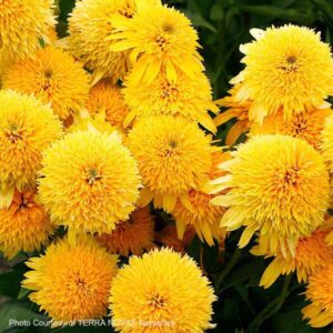 A mass of Echinacea CARA MIA Yellow blooms.