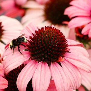 Pink coneflower plants in bloom with bees on the flowers.
