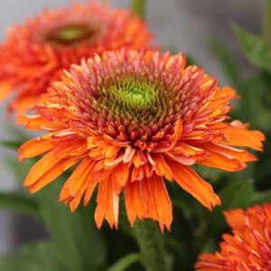 large blooms.
