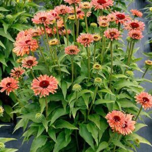Echinacea FRESCO Apricot plants with blooms on strong upright stems.