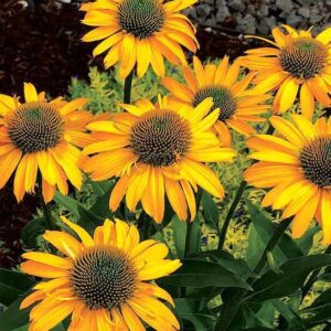 Echinacea KISMET yellow petalled flowers.