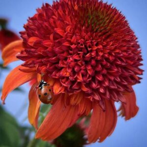 Deep orange Echinacea Moab Sunset bloom with a huge pom centre