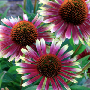 Bright Echinacea PRIMA Aura blooms.
