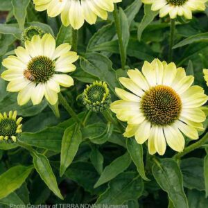Echinacea PRIMA lime plants in bloom with bees on flower petals.