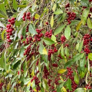 Elaeagnus umbellata Garnet fruits hanging in clusters on the shrub.