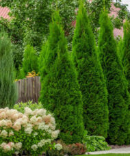 Gorgeous Emerald cedar trees with a flush of new emerald growth.