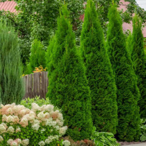 Gorgeous Emerald cedar trees with a flush of new emerald growth.