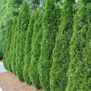 A row of Emerald cedar trees.