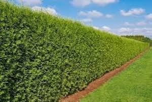 Emerald green arborvitae long