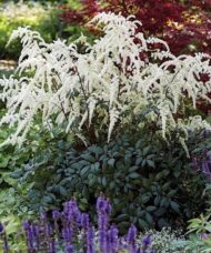 False Spirea plant with graceful