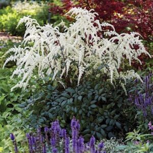 False Spirea plant with graceful