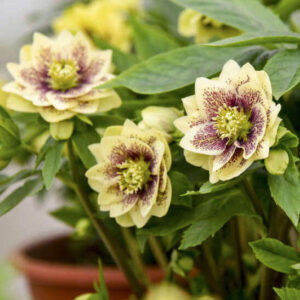 A Father of the Bride Hellebore Plant with several buttercream yellow flowers with burgundy wine speckles.