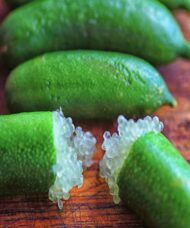 Finger lime tree