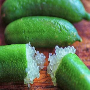 Finger lime tree