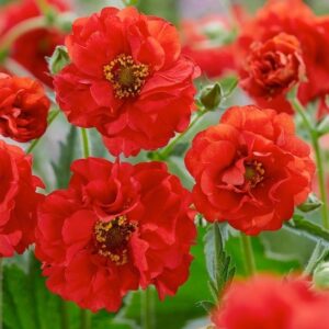 Firestarter Red Geum plant red blossoms.
