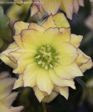 First Dance Hellebore buttery yellow bloom with rich maroon picotee edging and fine veining.