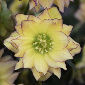First Dance Hellebore buttery yellow bloom with rich maroon picotee edging and fine veining.