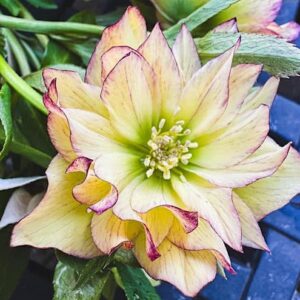 First Dance Lenten Rose single bloom.