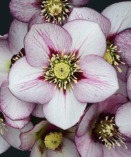 A bouquet of French Kiss Hellebore elegant
