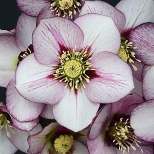 A bouquet of French Kiss Hellebore elegant