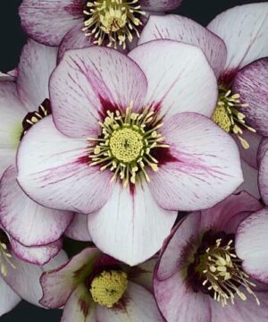 A bouquet of French Kiss Hellebore elegant