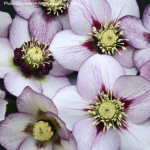 white flowers with pink veining and picotee edges.