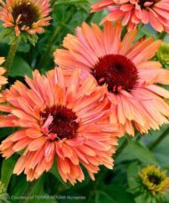 Salmon pink and apricot Fresco Apricot Coneflower blooms with dark cones.