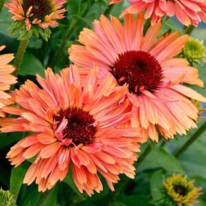 Salmon pink and apricot Fresco Apricot Coneflower blooms with dark cones.