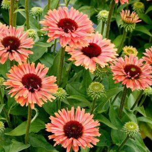 FRESCO Apricot Echinacea blooms with salmon pink petals and dark cones.