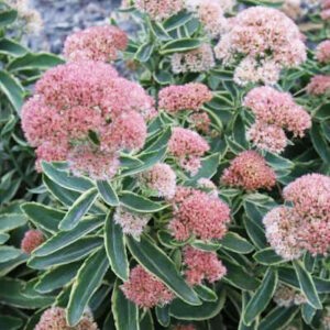 Creamy Sedum Frosted Fire buds opening to reveal pink flowers.