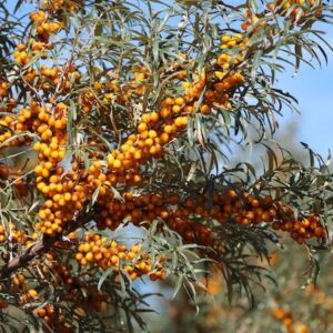 laden with bright orange berries.