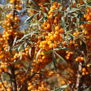 Frugana Sea Buckthorn plant branches covered in masses of orange berries.