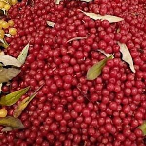 Garnet Autumn Elaeagnus plant fruit harvest.