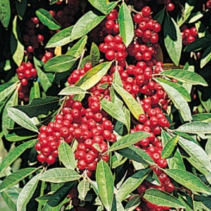 Garnet Autumn Olive red fruits on the shrub.