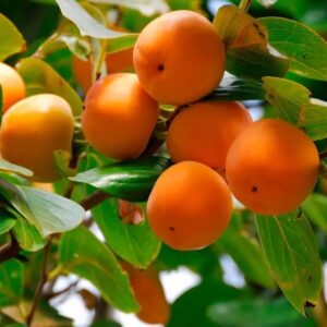 Garretson Eastern Persimmon tree plum orange fruits on the tree.