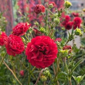 A planting of Geum coccineum firestarter with double red blooms on tall