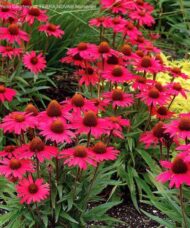 Glowing Dream Coneflower plants with intense watermelon-coral petals with hot pink overtones