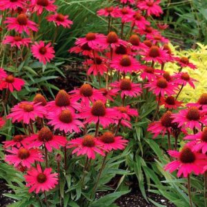 Glowing Dream Coneflower plants with intense watermelon-coral petals with hot pink overtones