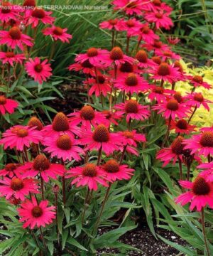 Glowing Dream Coneflower plants with intense watermelon-coral petals with hot pink overtones
