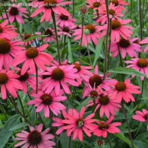 Hot Pink Echinacea Plant gorgeous pink blooms with dark central cones.
