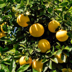 Melogold Pummelo Tree mellow yellow fruit.