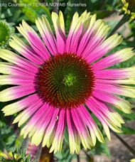 Green and Pink Coneflower