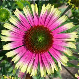 Green and Pink Coneflower